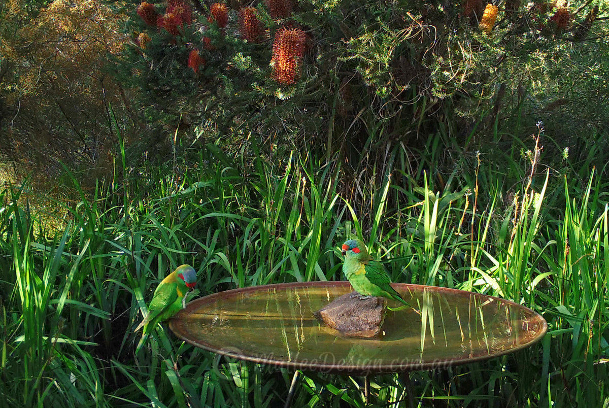 Why raised Birdbaths are better!