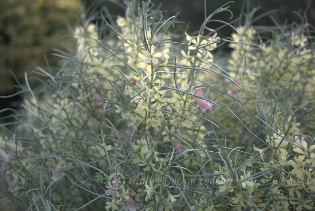 The multifaceted Eremophila oppositifolia P1400429