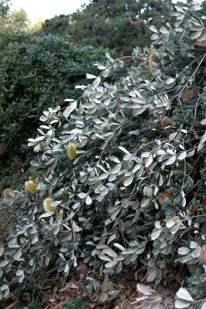 The silver cascading Banksia ‘Roller Coaster’