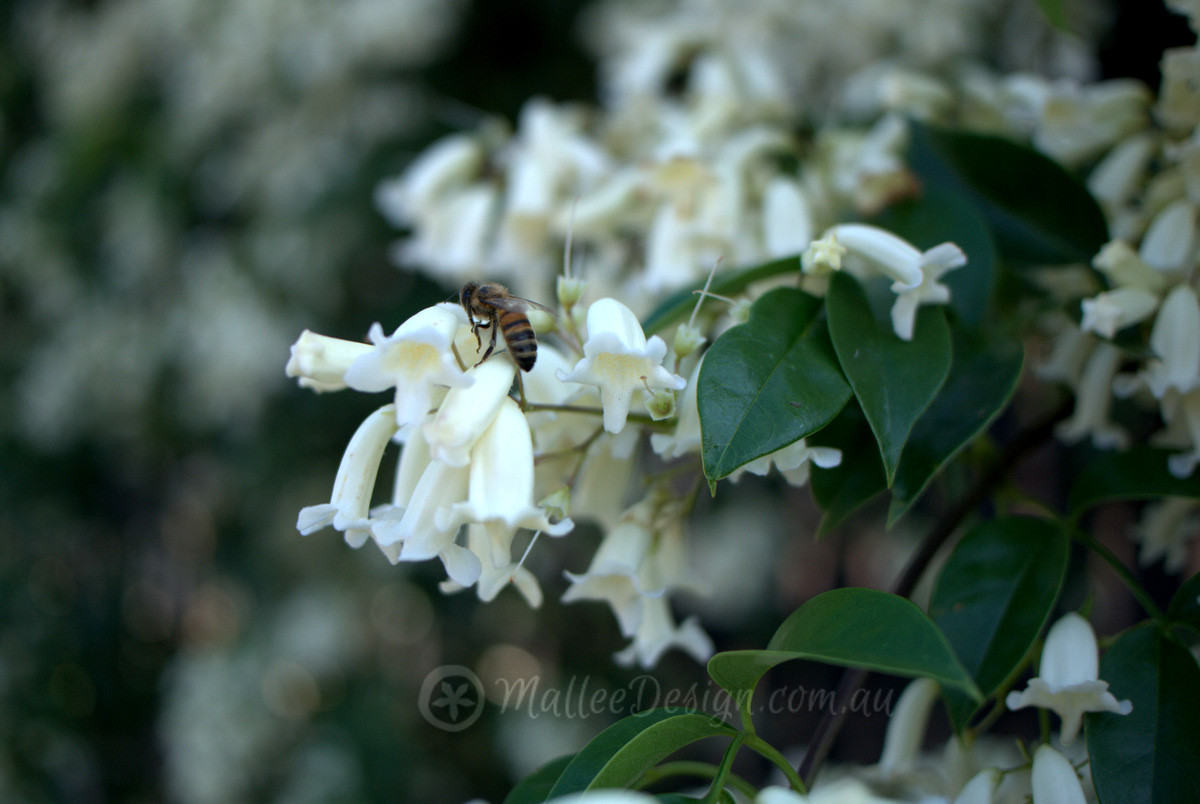 A job done well: Pandorea pandorana ‘Snowbells’