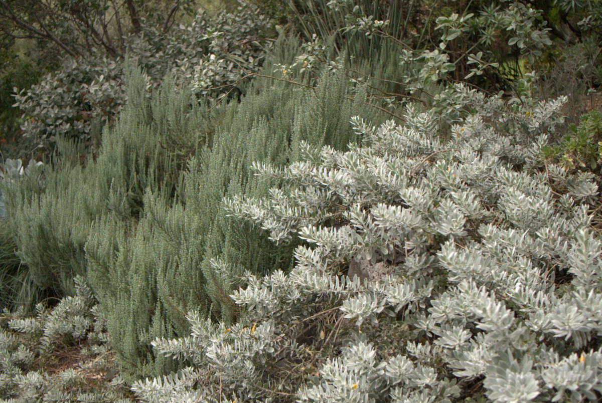 There’s nothing quite like Maireana oppositifolia