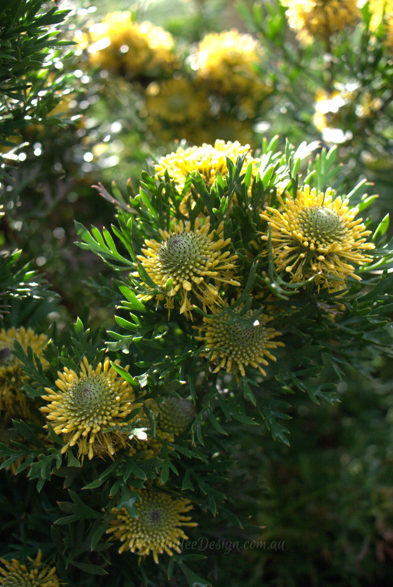 Go Drumsticks! Go! Isopogon anemonifolius ‘Little Drumsticks’