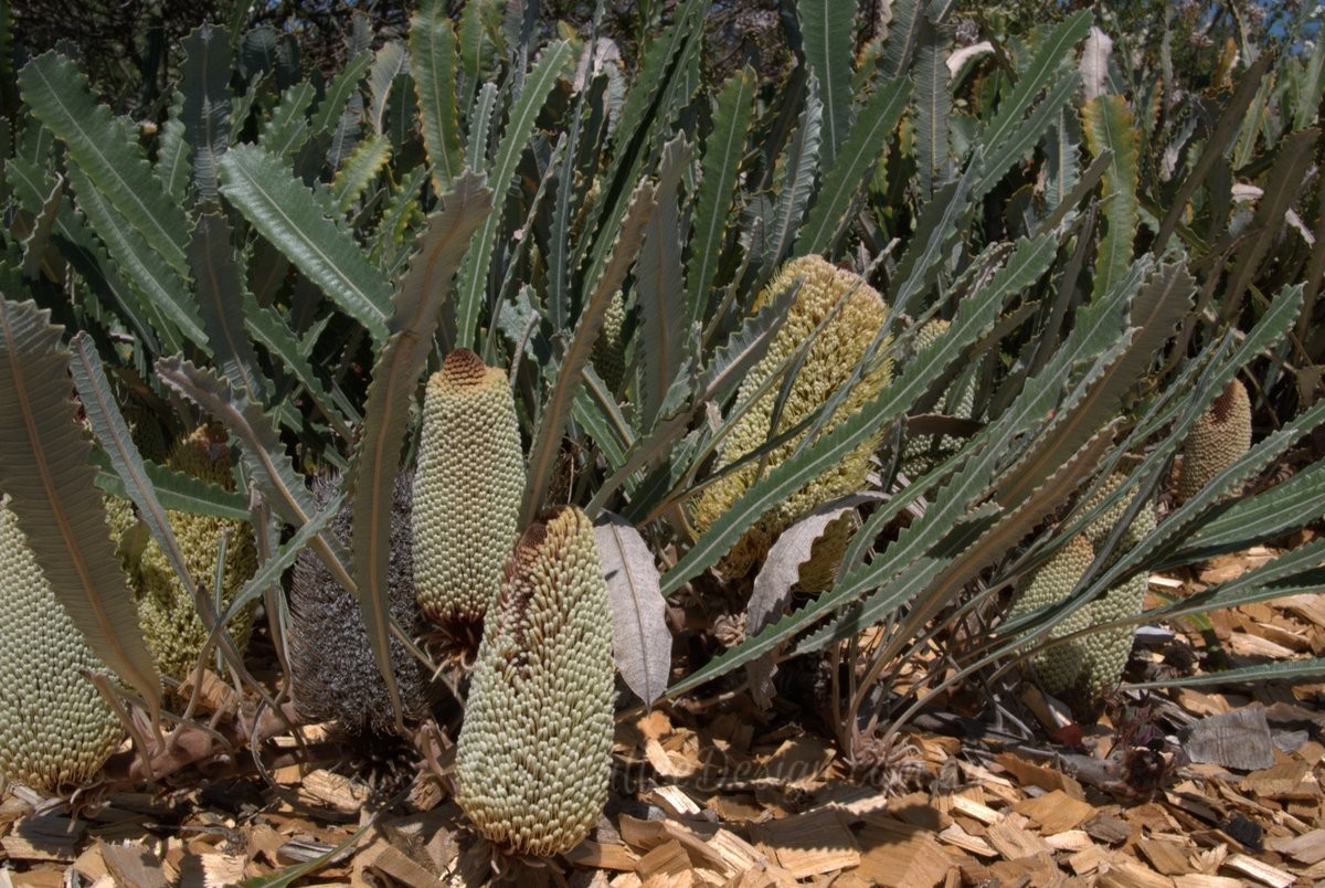 Another true blue Banksia ground cover: Banksia petiolaris