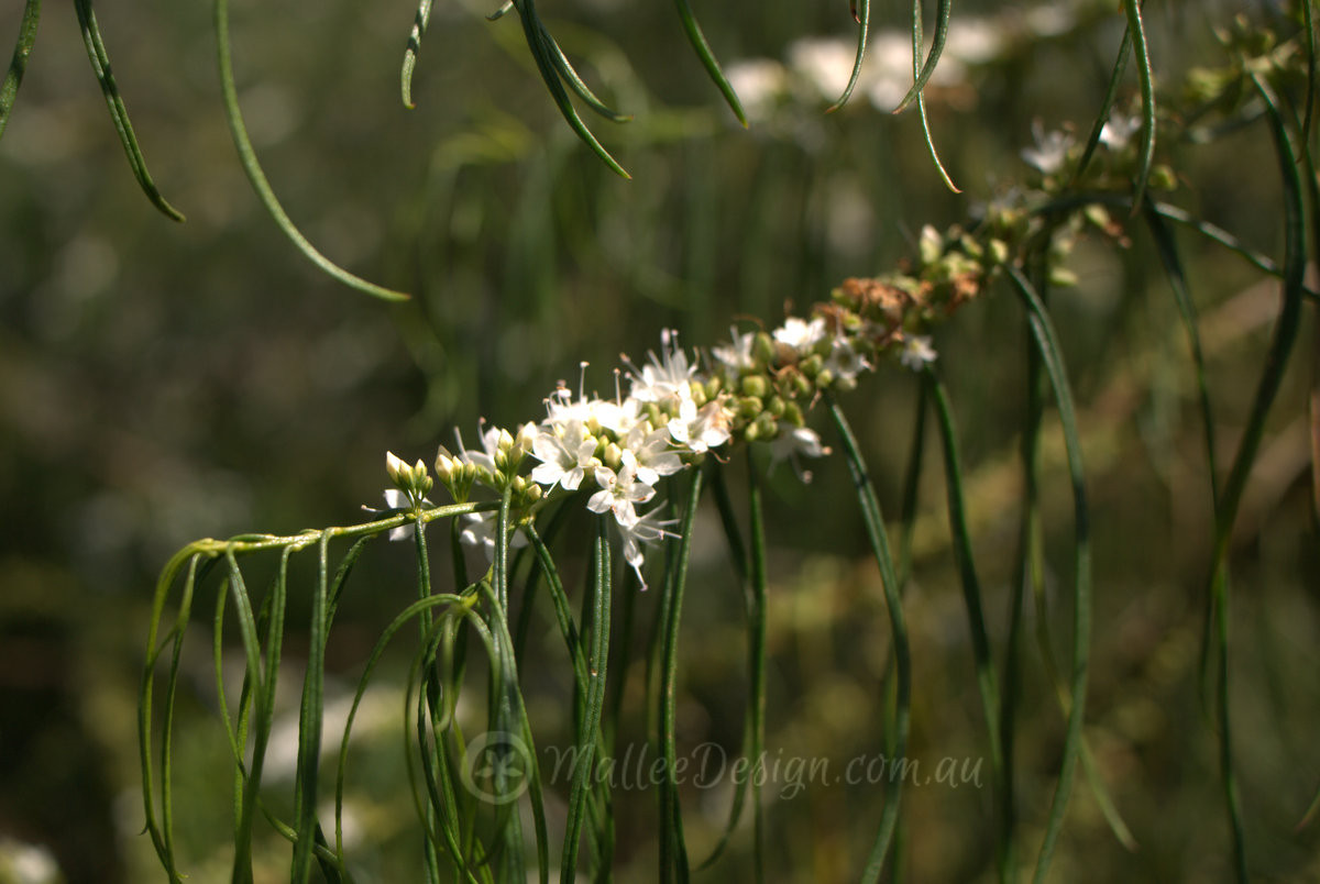 The most weeping of the weeping: Myoporum floribundum