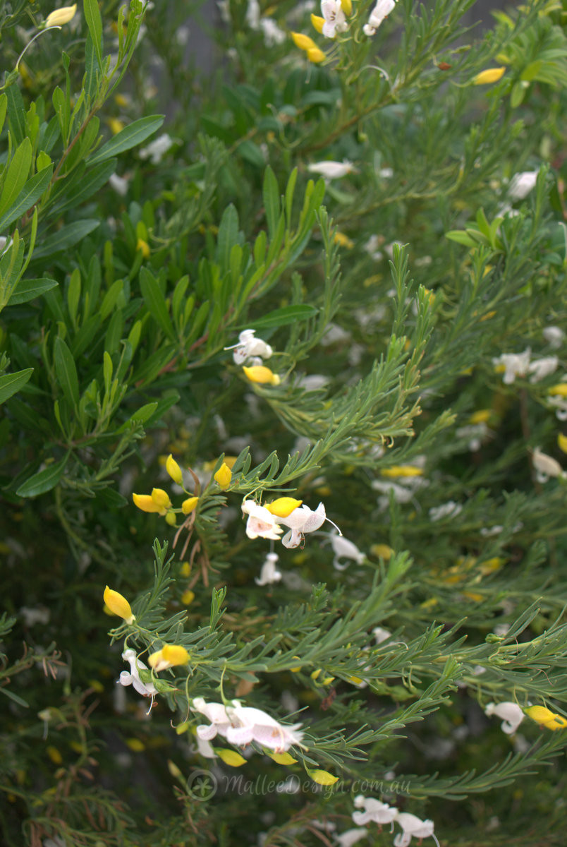 Two toned toughie: Eremophila racemosa ‘Peaches and Cream’