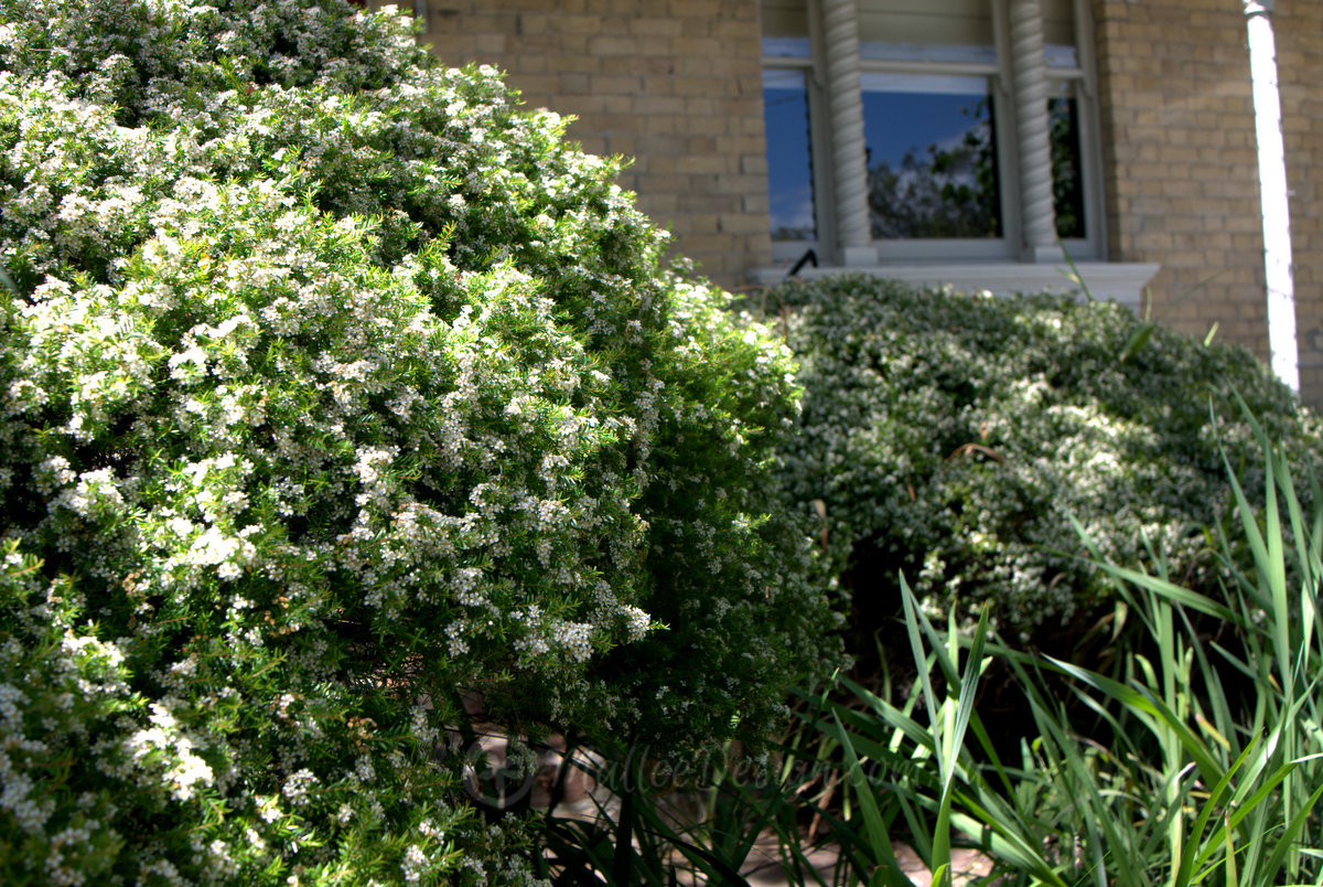 A unique feature: Baeckea virgata Dwarf