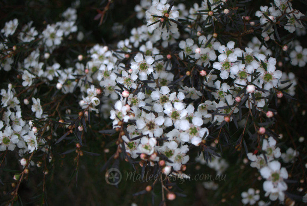 The exploding Leptospermum 'Starry Night' P1410952