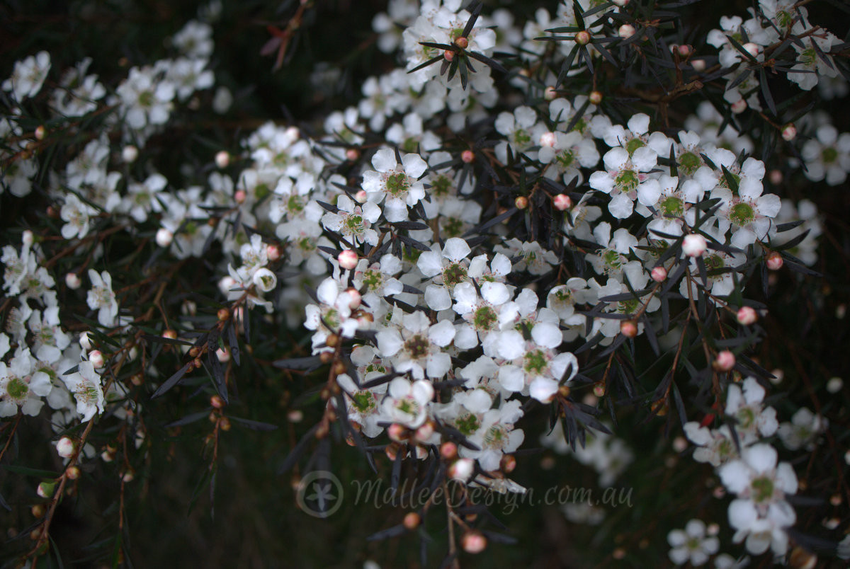 The exploding Leptospermum ‘Starry Night’