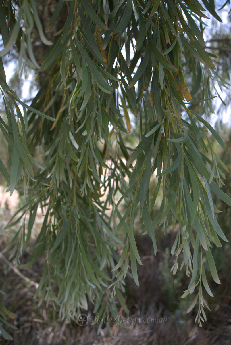 The long lived Acacia pendula