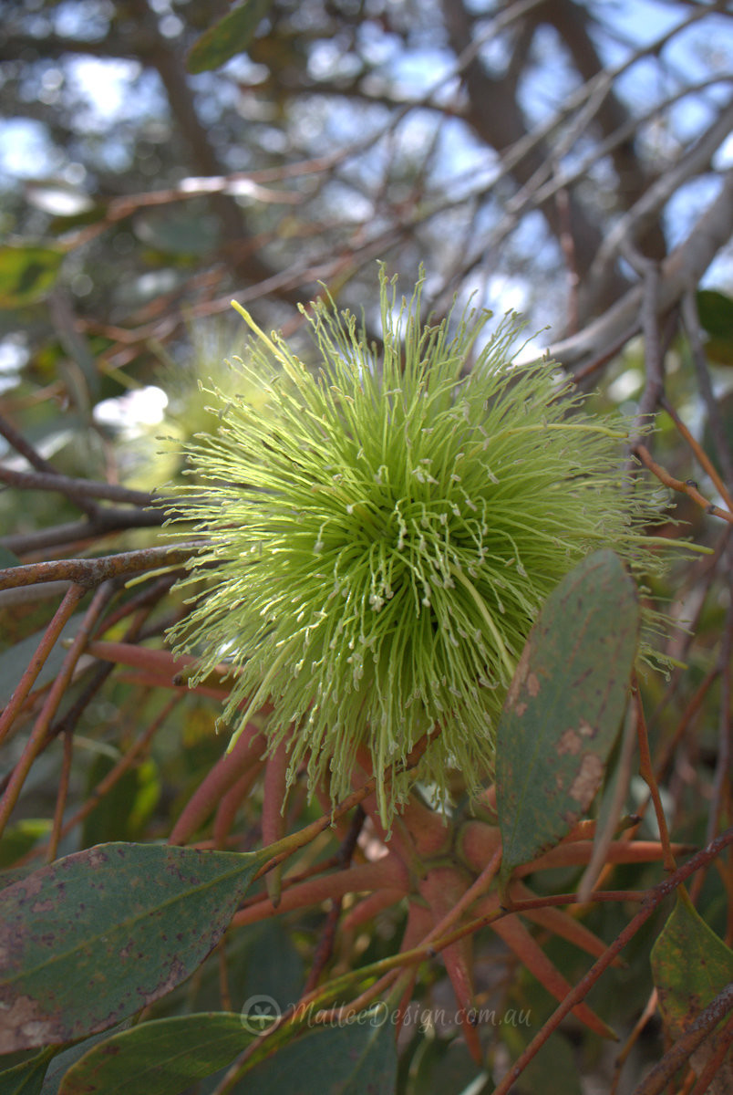 Why the name Mallee?