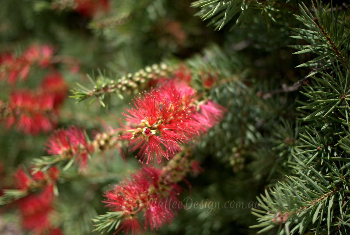 Another Callistmon for the resurgence: Callistemon subulatus ‘Brogo Overflow’