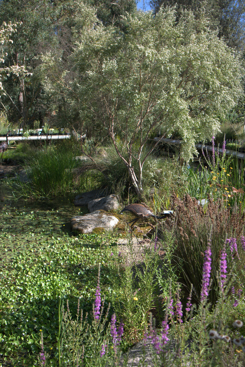 Native plant porn at Kuranga Nursery