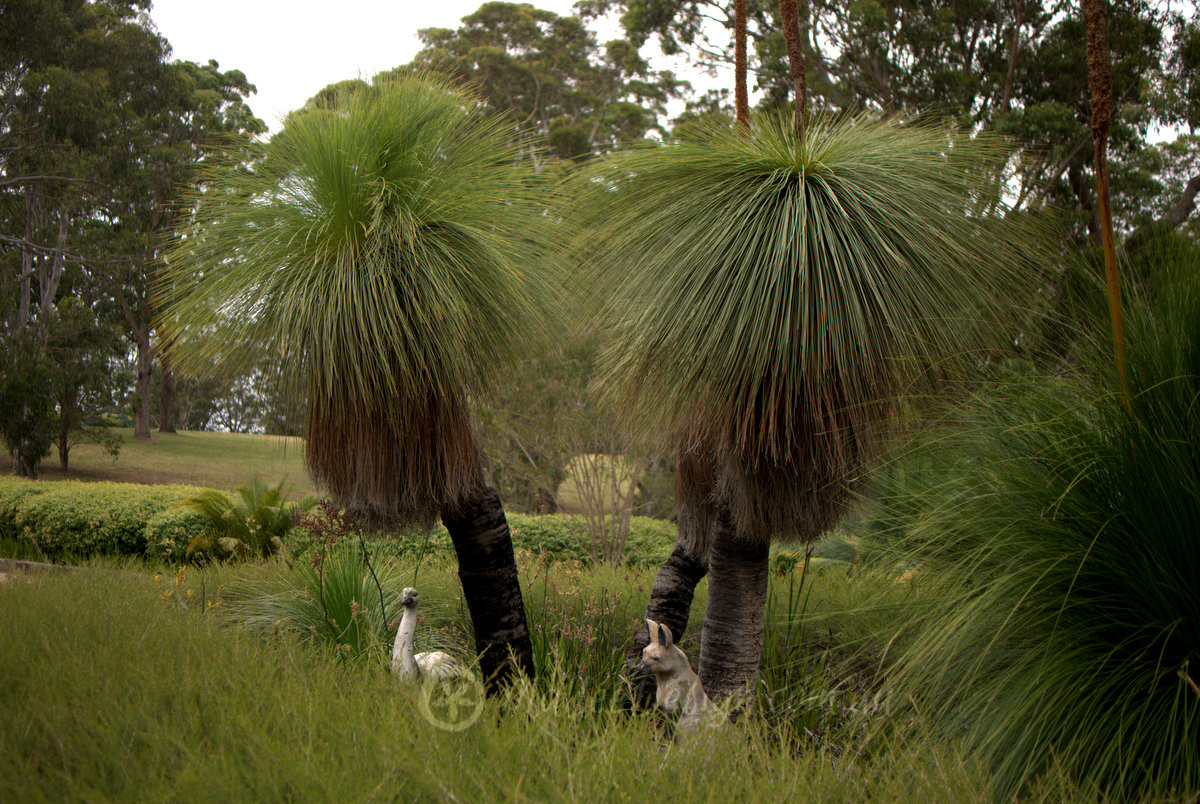 Expert Grass Tree advice!