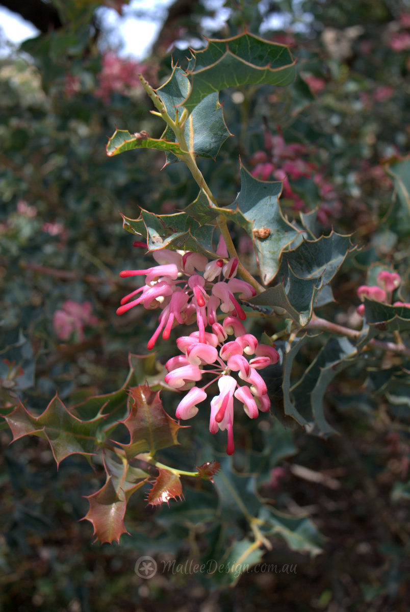 Just because it’s beautiful….Grevillea insignis