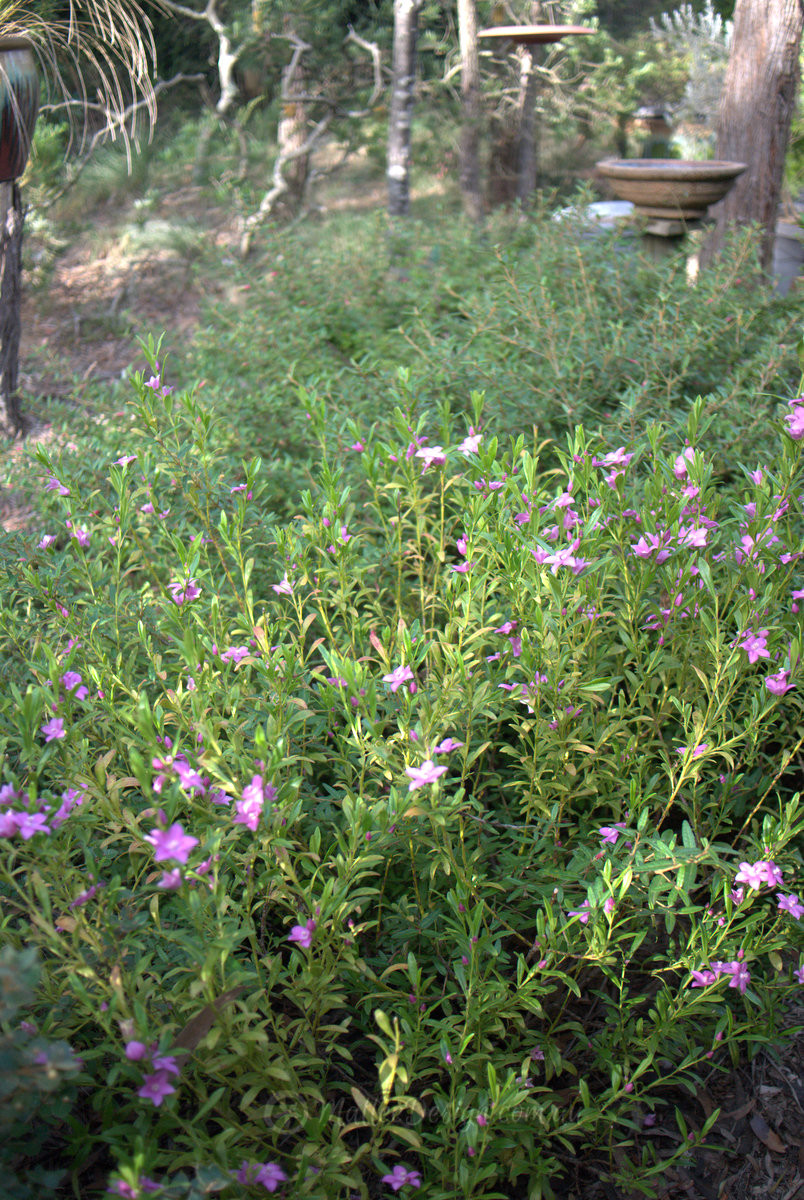 Correas and Croweas: Special Shady Friends