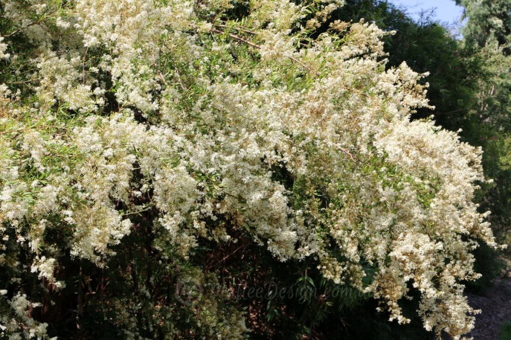 A must have in your habitat garden: Bursaria spinosa bursaria