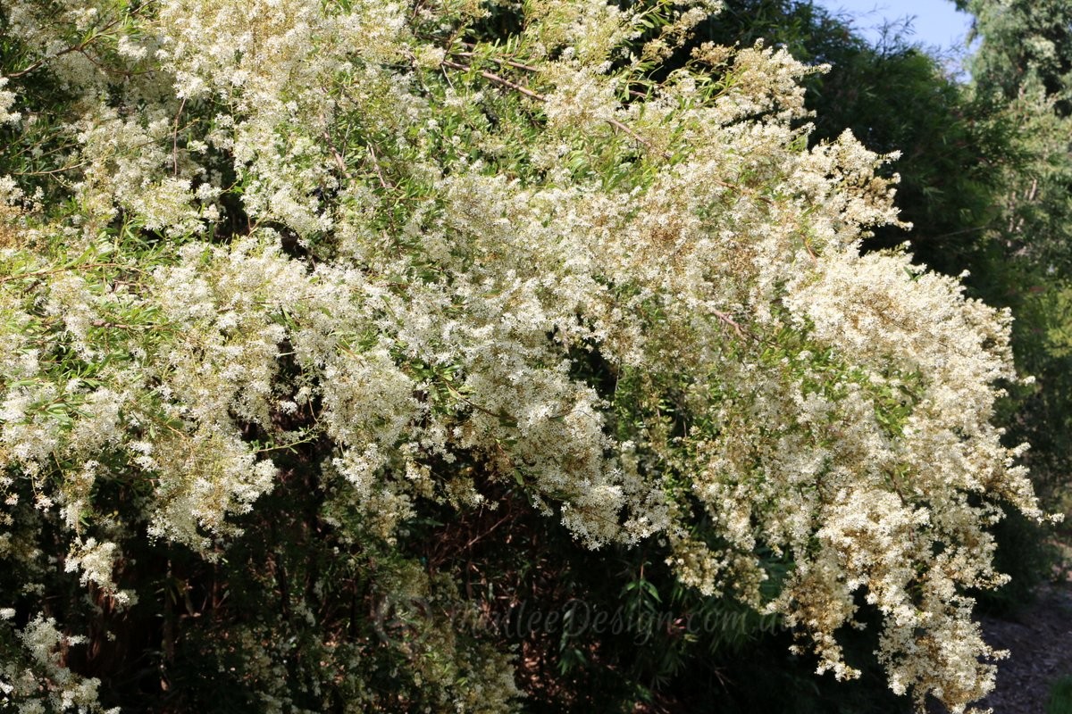 A must have in your habitat garden: Bursaria spinosa
