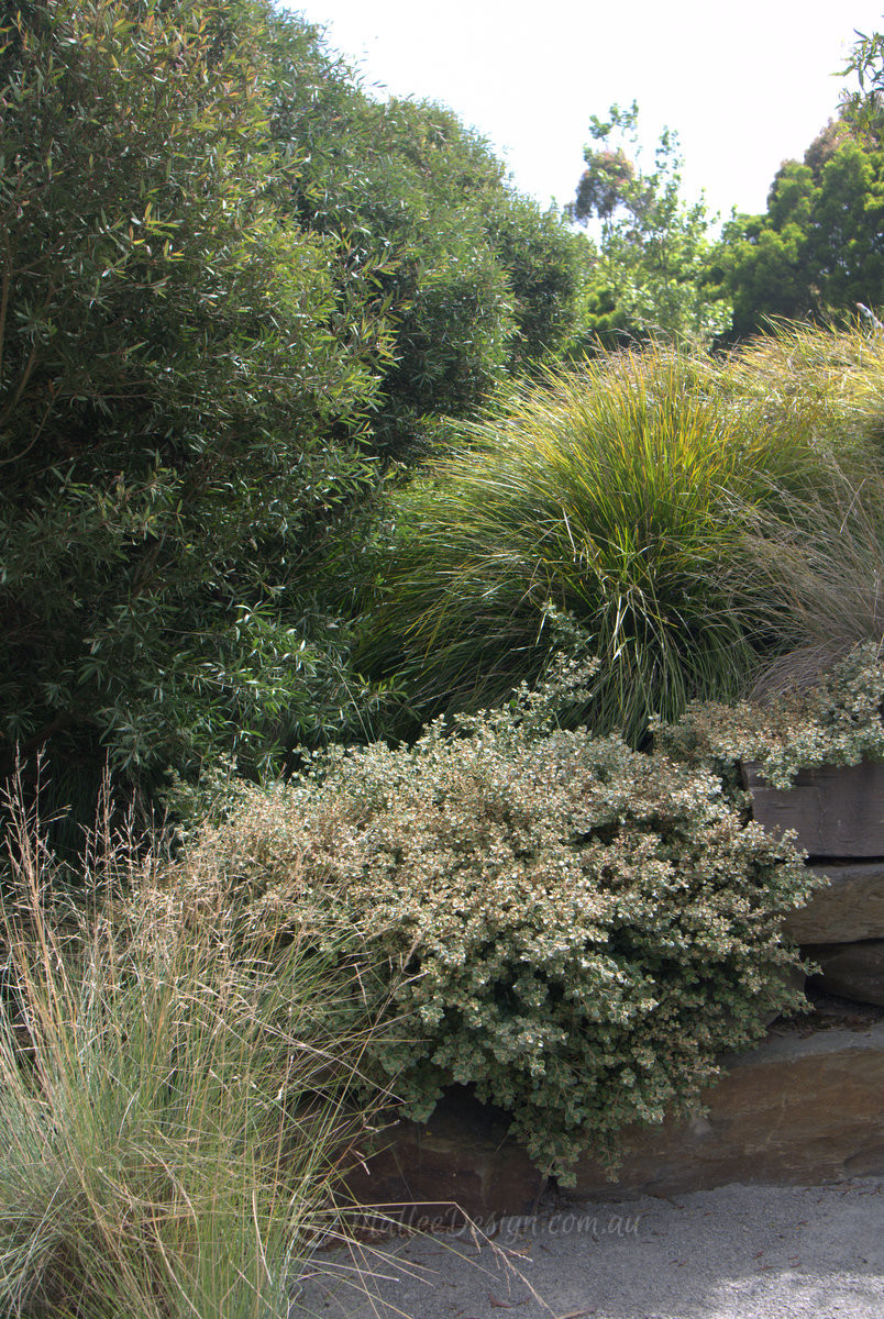Native Plants in Fiona Brockhoff Gardens
