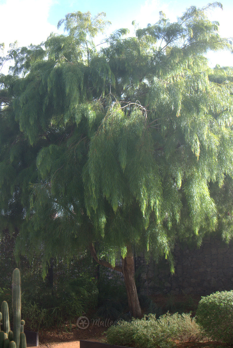 The weepiest of them all: Acacia cognata