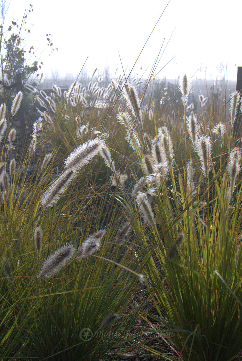 The flexible Pennisetum alopecuroides