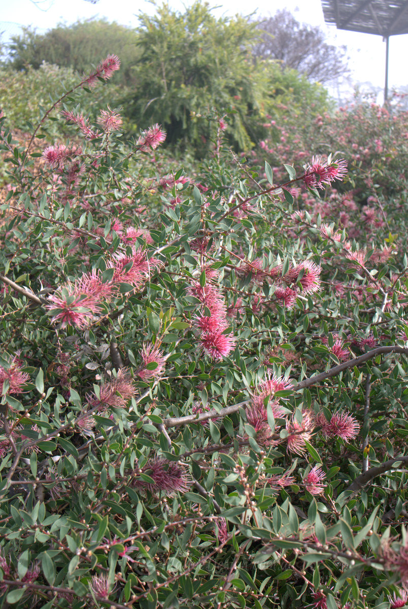 Winter brightener: Hakea ‘Burrendong Beauty’