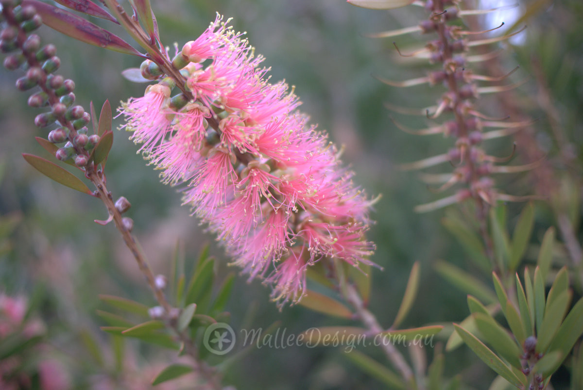 Pretty in Pink: Callistemon ‘Pink Champagne’