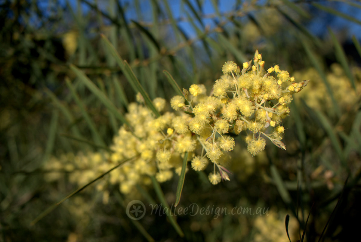 Wonderful Winter Wattles: Acacia iteaphylla