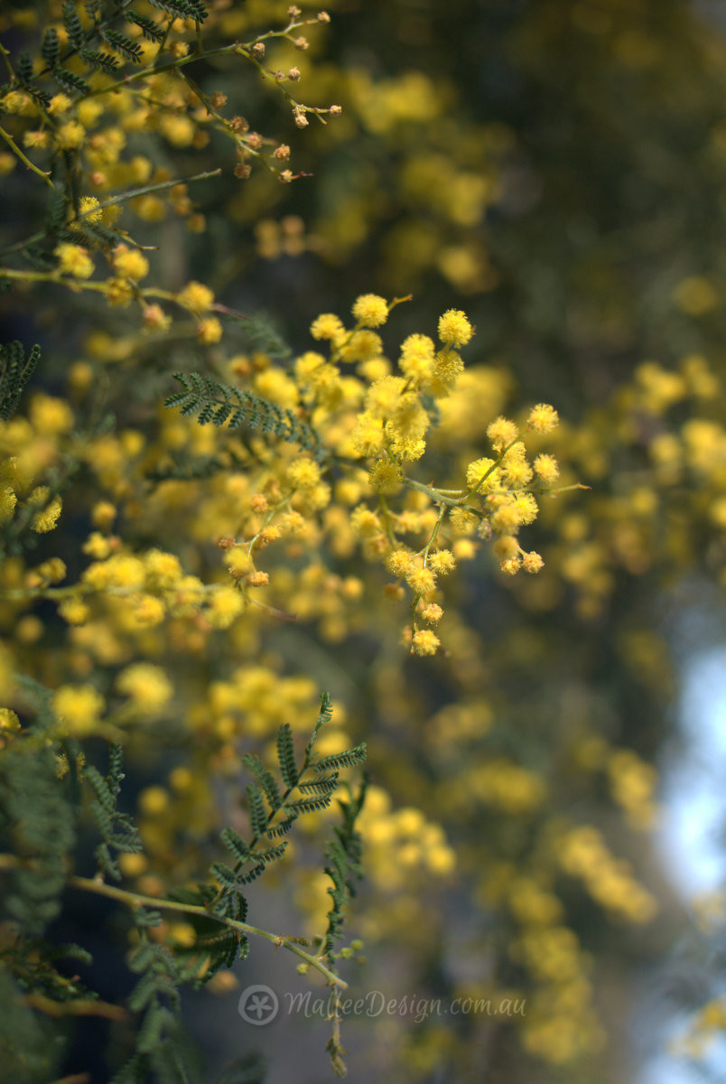 Yum Yum: Acacia cardiophylla