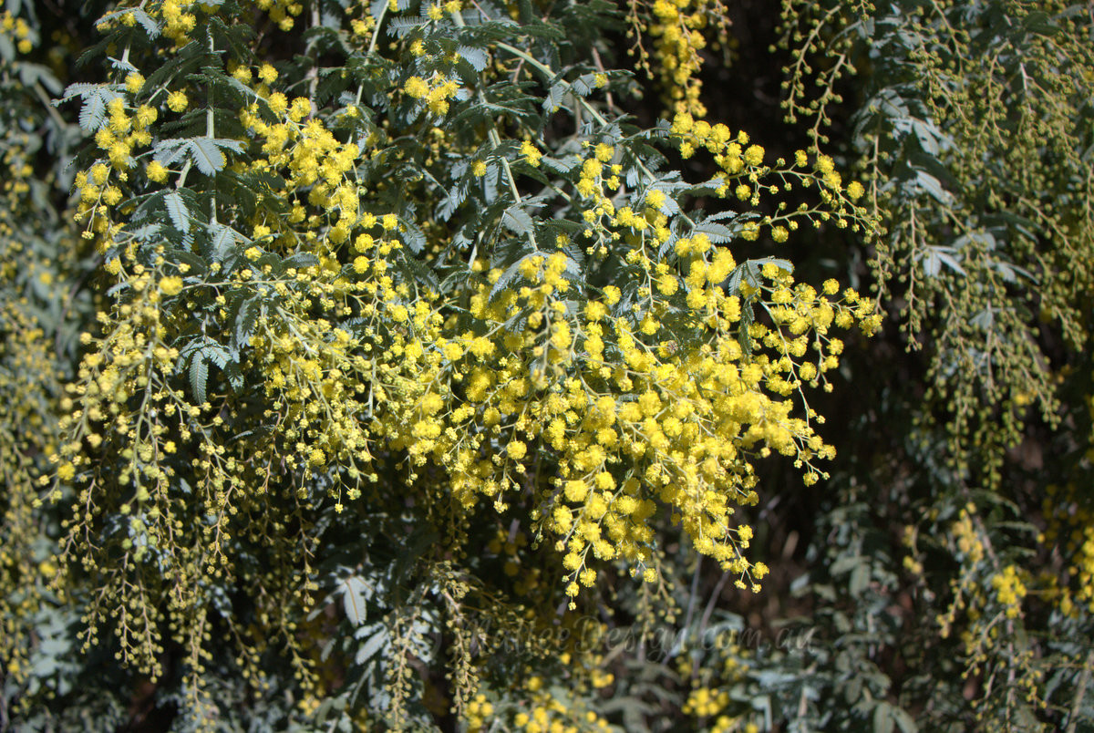 A multi-purpose favourite : Acacia baileyana Prostrate