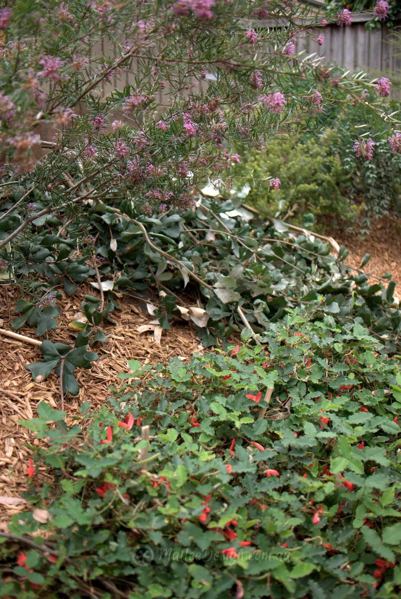 Portfolio: Northmead Garden Design