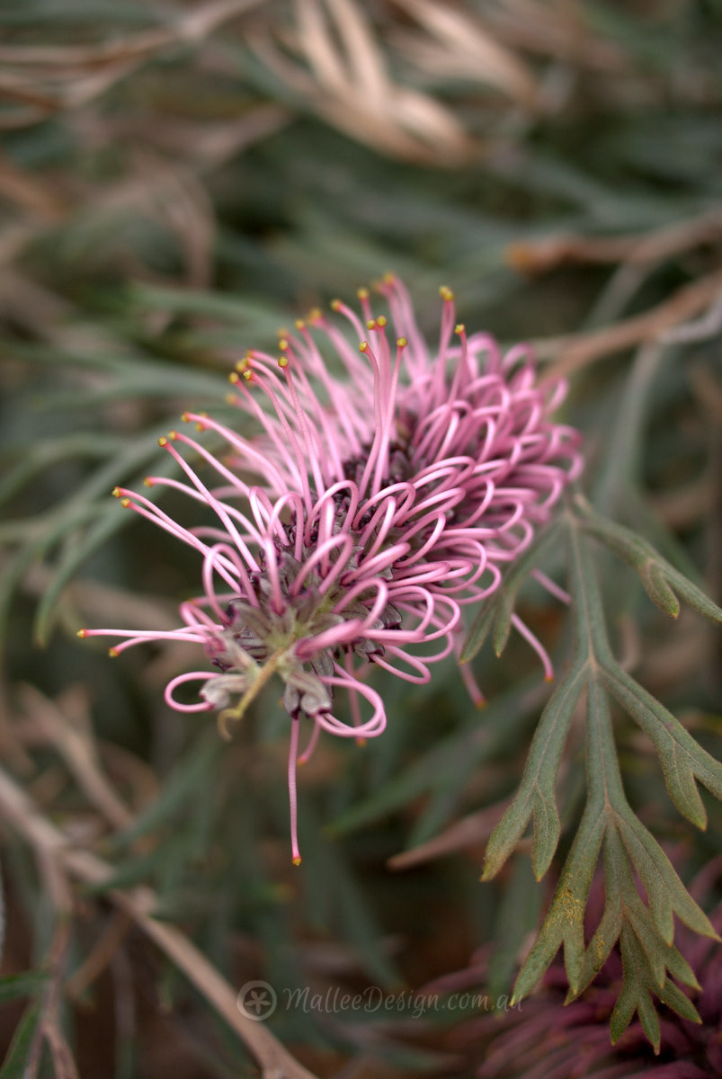 The Grevillea screen that could: Grevillea ‘Dorothy Gordon’