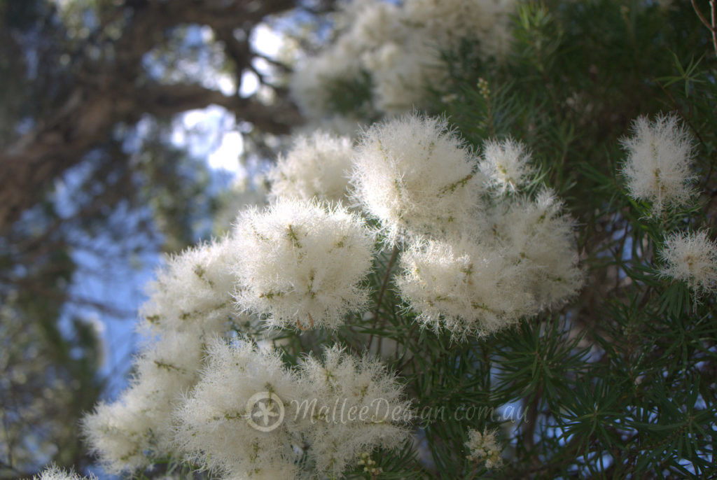 'Snow in Summer' in the streets of Sydney: Melaleuca linariifolia P1460107