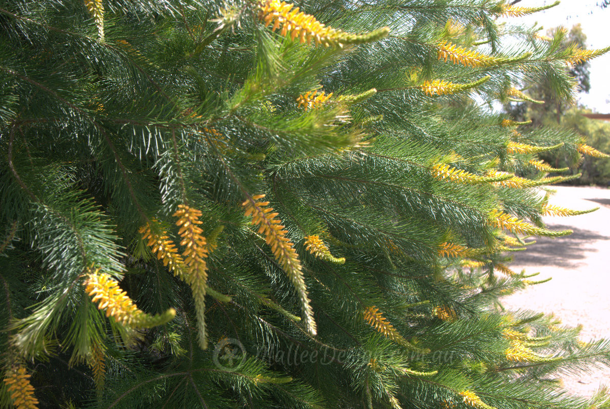 The Greatest Geebung: Persoonia pinifolia