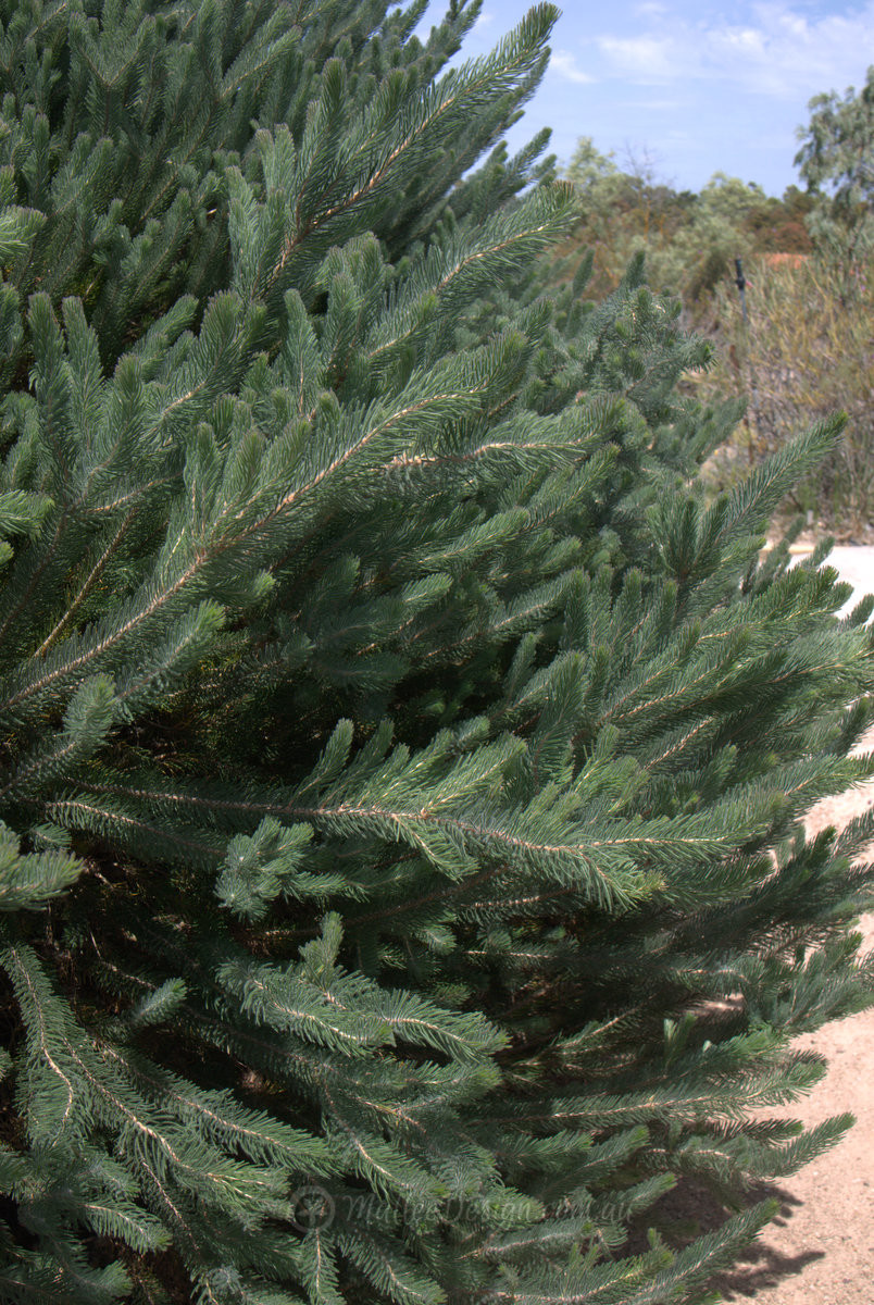 Level 2 Water Restriction friendly plants: Calothamnus quadrifidus