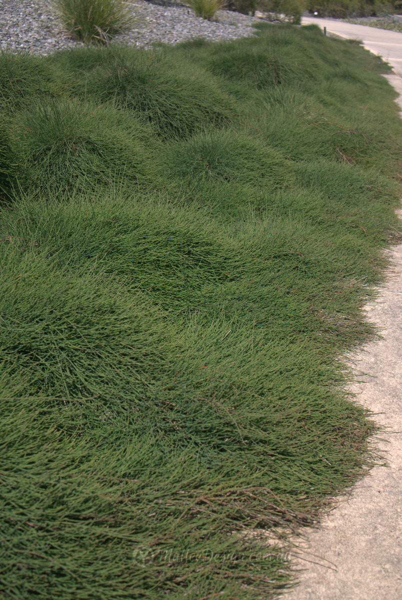 Are native plants really drought tolerant? Casuarina ‘Cousin It’