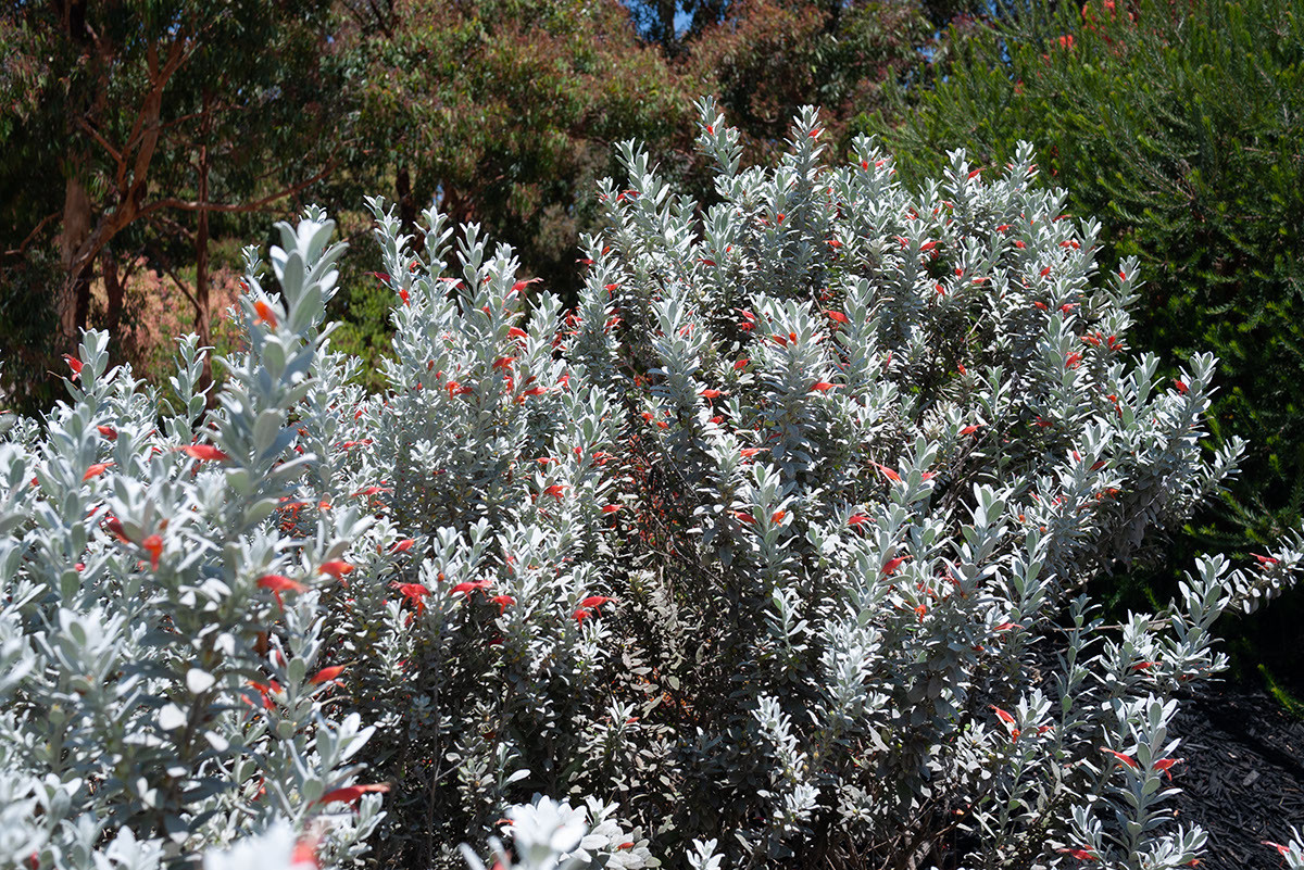 Drought Hardy Emu Bush