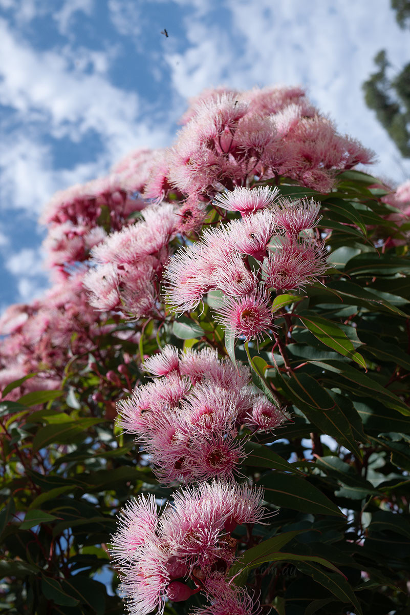 Softly softly: Eucalyptus ficifolia ‘Fairy Floss’ Grafted