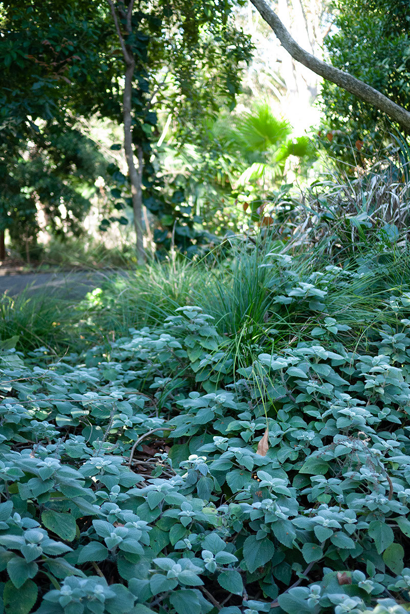 Silver in the Shade: Plectranthus argentatus