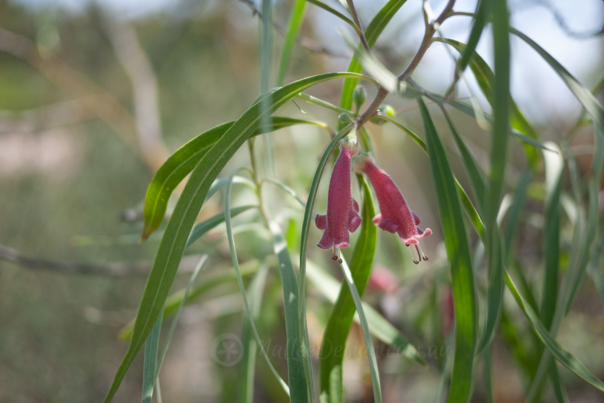 The small tree Emu Bush: Eremophila longifolia