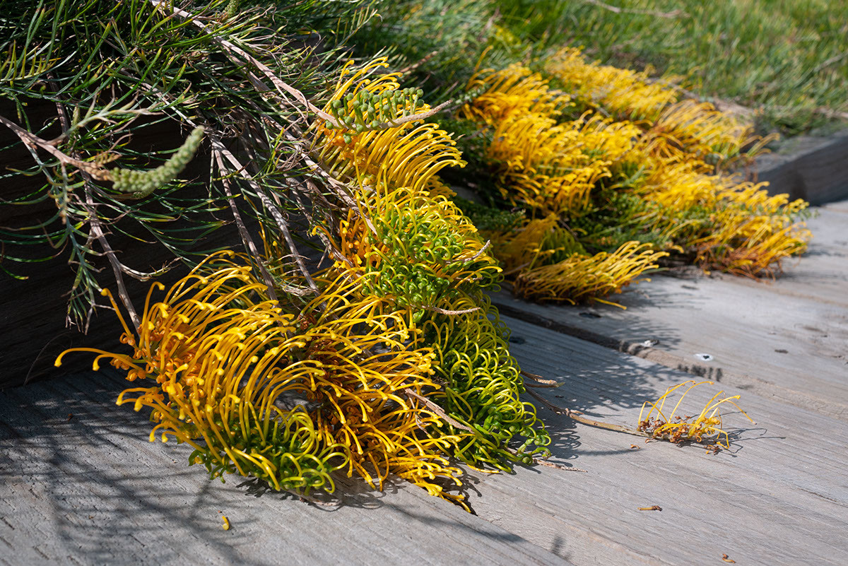 Low and Large: Grevillea ‘Cooroora Cascade’