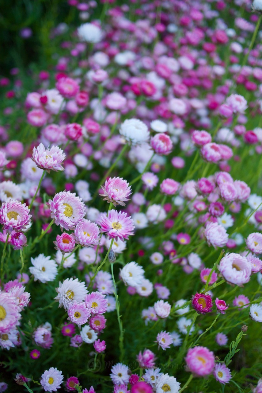 Health Benefits of Gardening