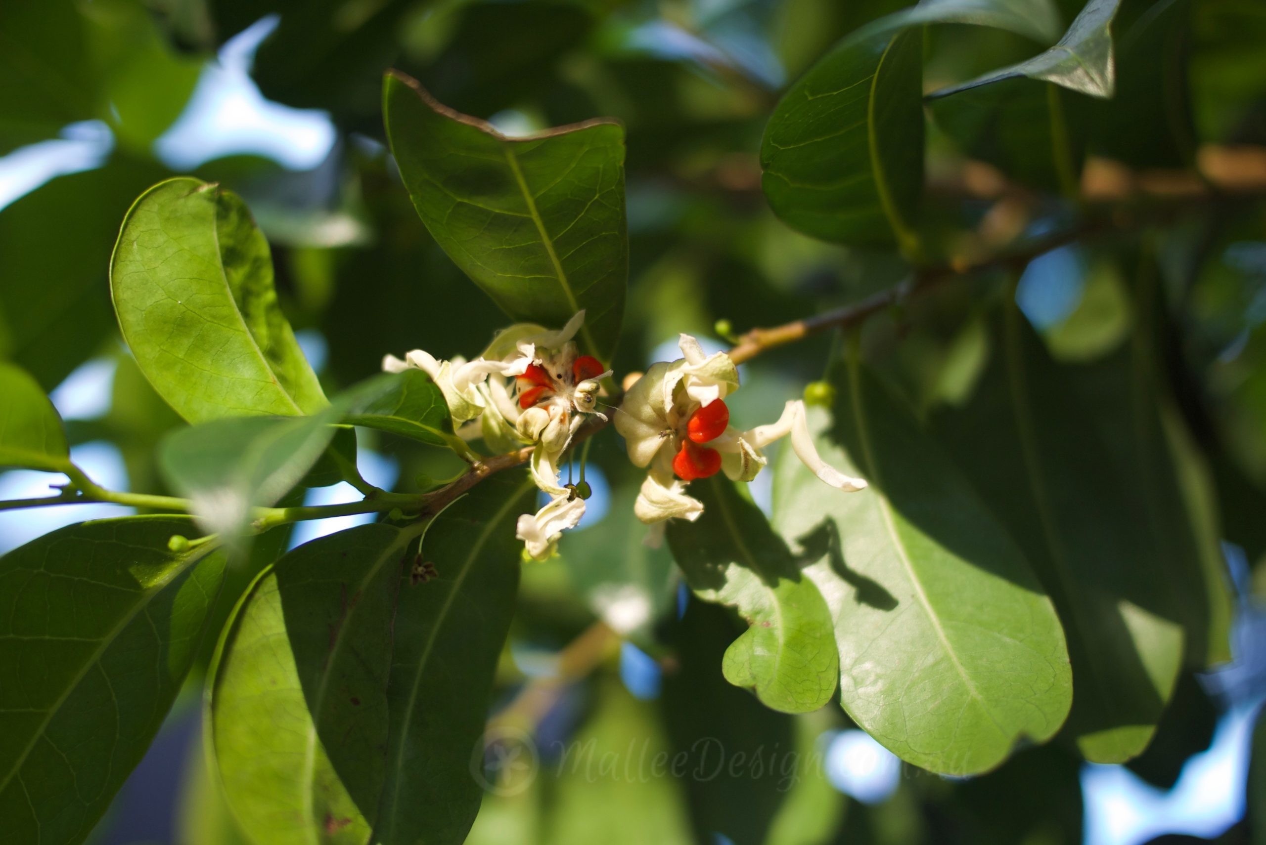 An under-utilised native tree: Glochidion ferdinandi