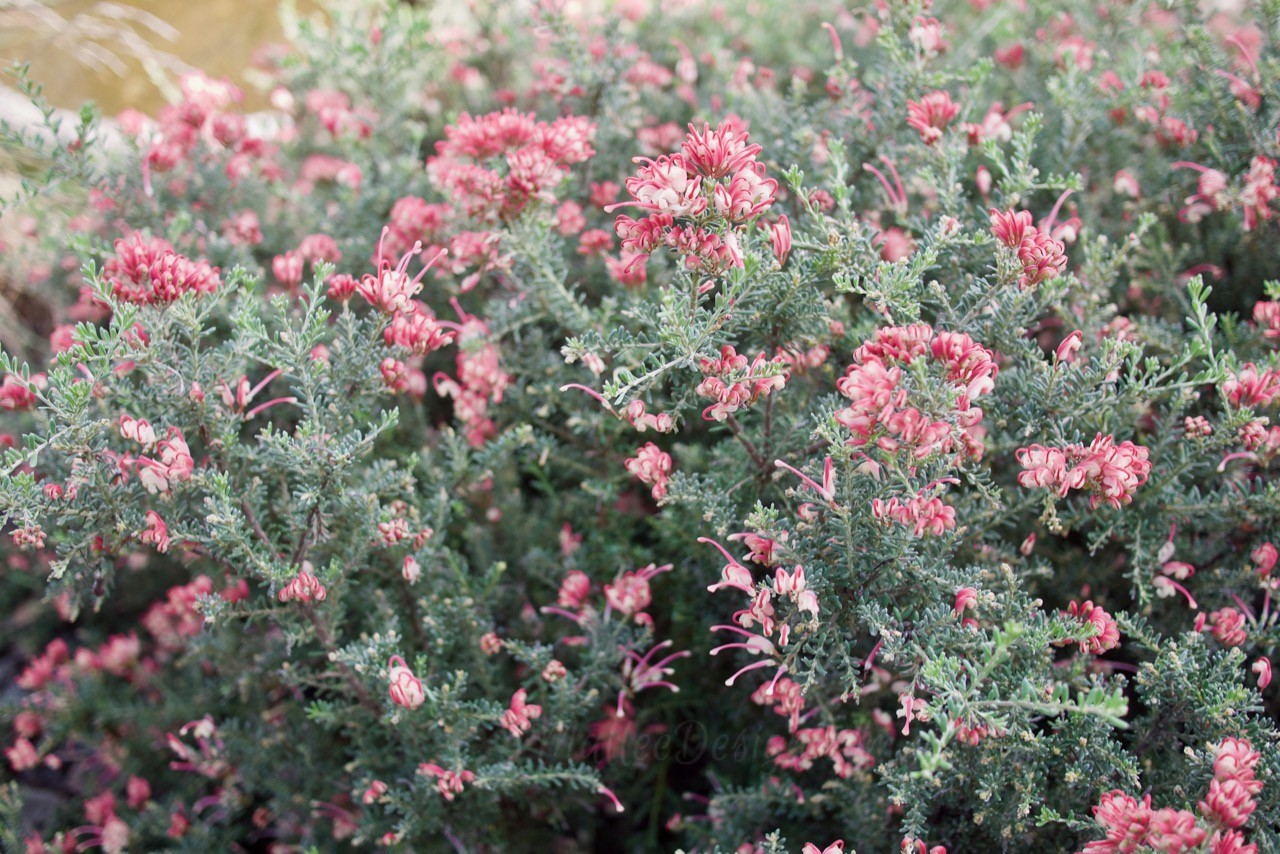 The Grevillea that ticks all the boxes: Grevillea ‘Winter Delight’