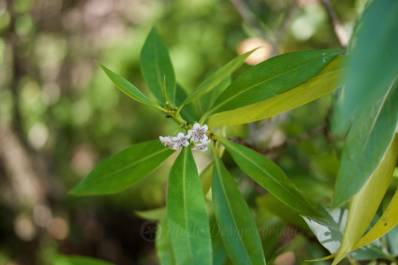 Luscious green screen: Myoporum acuminatum