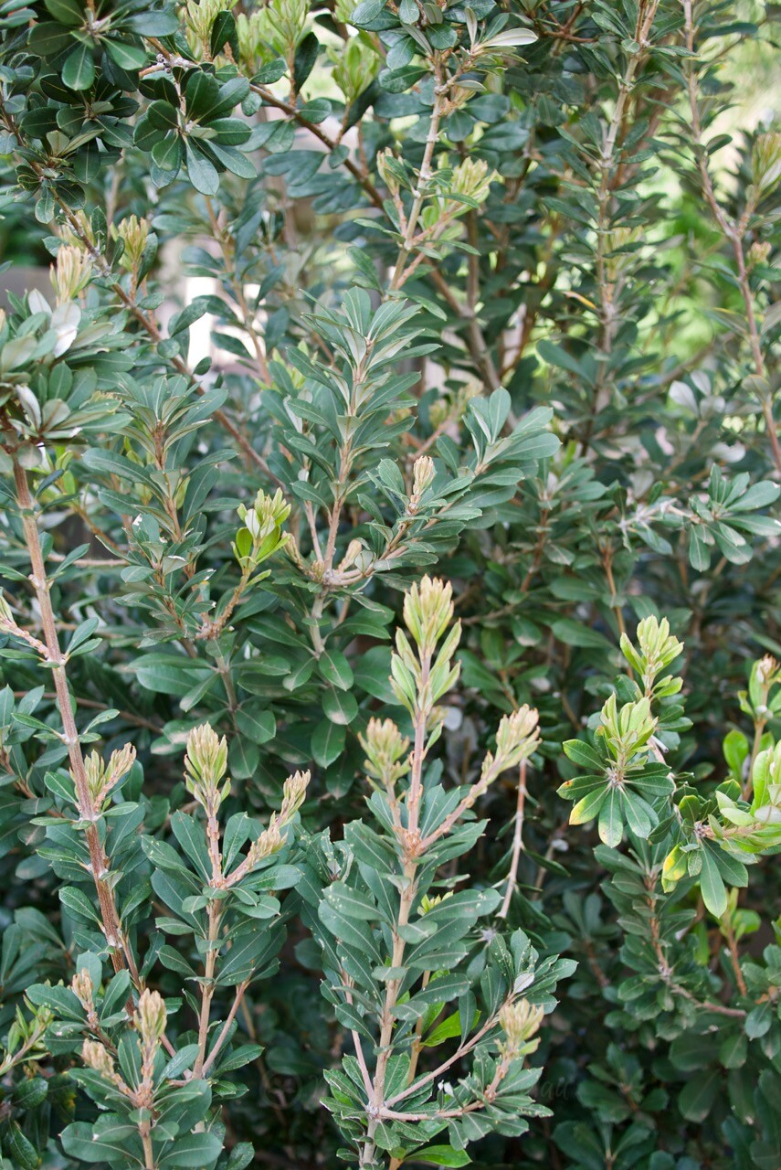 Trialling Banksia ‘Sentinel’