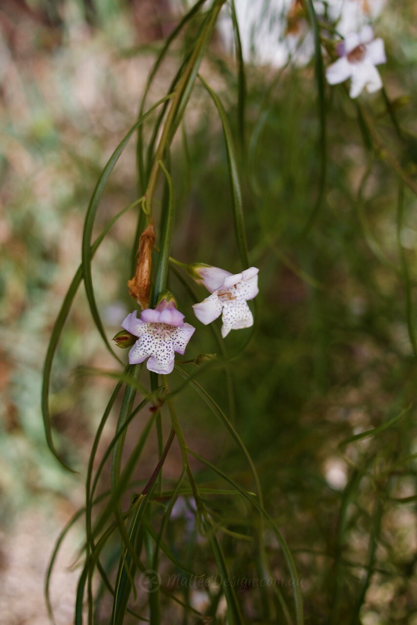 Emu Bush No. 9: Eremophila bignoniiflora x polyclada