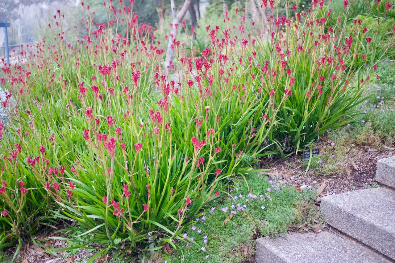 Landscaping with Dwarf Kangaroo Paws: Anigozanthos ‘Bush Pearl’