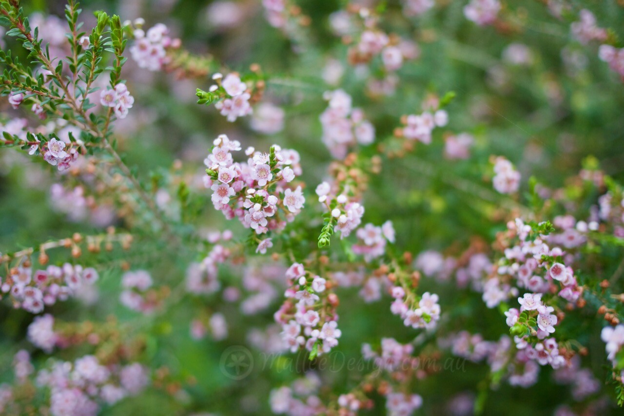 An oldie but a goodie: Thryptomene saxicola ‘FC Payne’