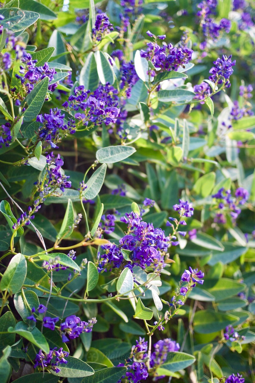 Screening with Hardenbergia violacea