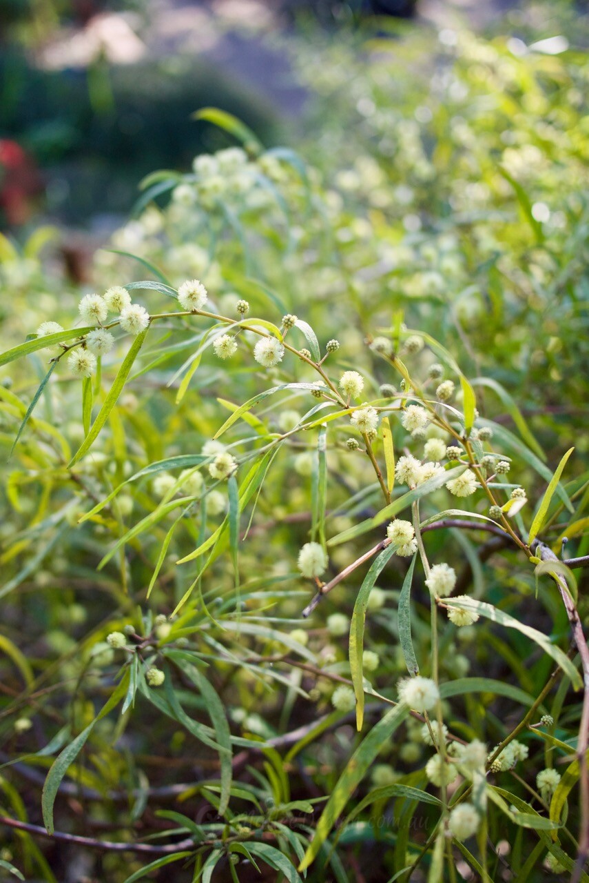 Happy National Wattle Day! Acacia leprosa ‘Weeping Form’
